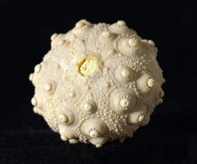 Hemicidaris intermedia (FLEMING 1828) - Bild © FossNet FossilienStore